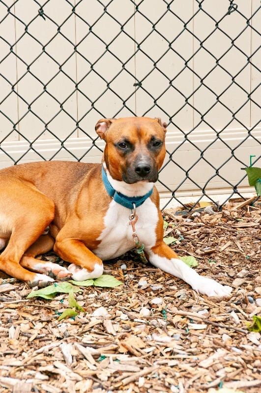 Learn More About Drizzle Drizzle - Dog