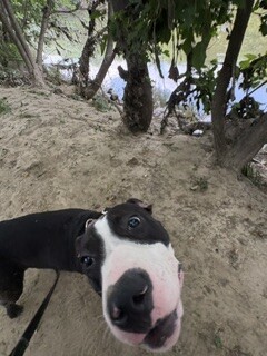 View Mr. Potato Head the Dog Photo #12