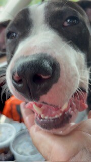 View Mr. Potato Head the Dog Photo #9