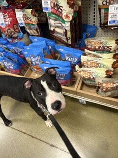 View Mr. Potato Head the Dog Photo #4