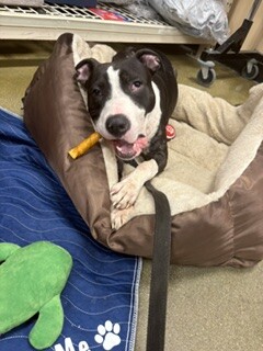 View Mr. Potato Head the Dog Photo #3