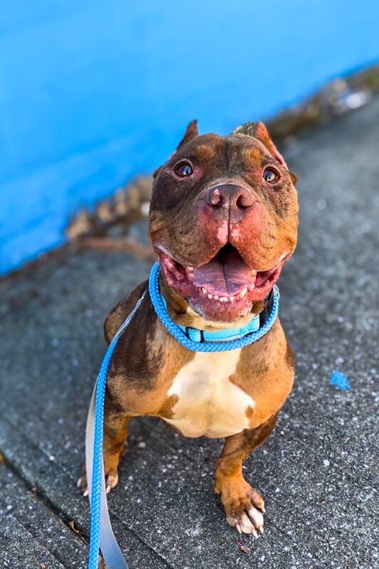 Learn More About Moore Moore - Dog