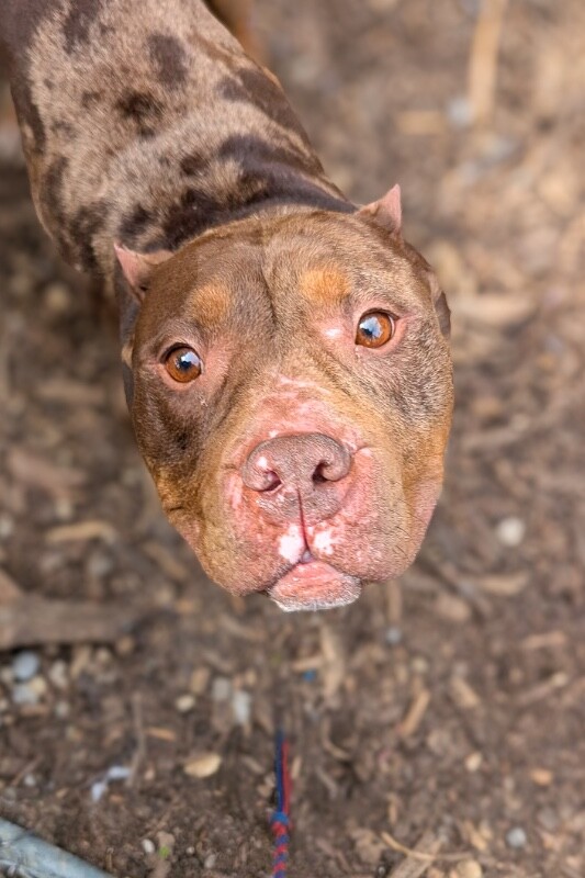 Learn More About Moore Moore - Dog
