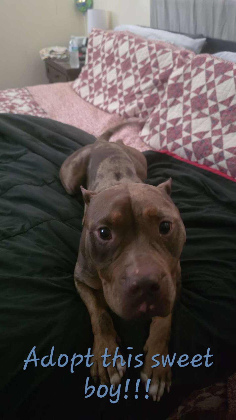 View Moore the Dog Photo #2