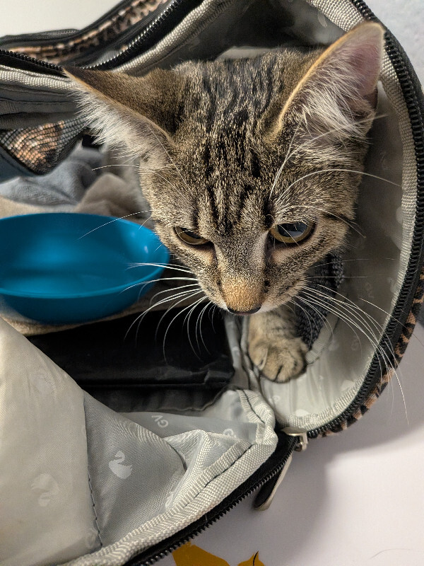 Asteroid - Cat