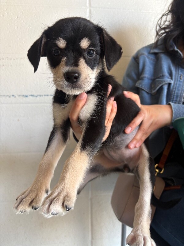 Learn More About Rebekah Rebekah - Dog