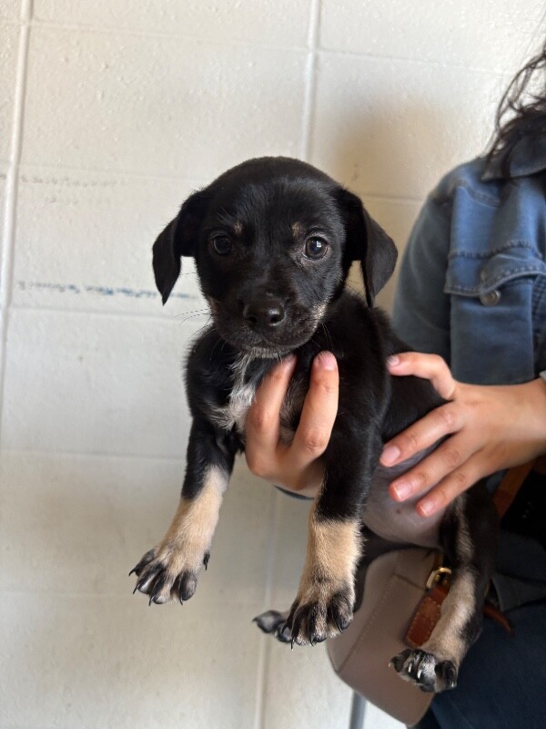 Learn More About Hayley Hayley - Dog