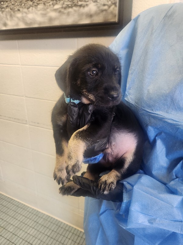 Learn More About Niklaus Niklaus - Dog