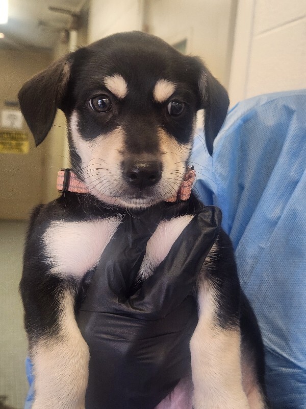 Learn More About Bonnie Bonnie - Dog
