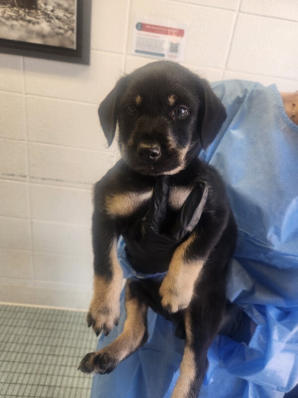 Learn More About Elijah Elijah - Dog
