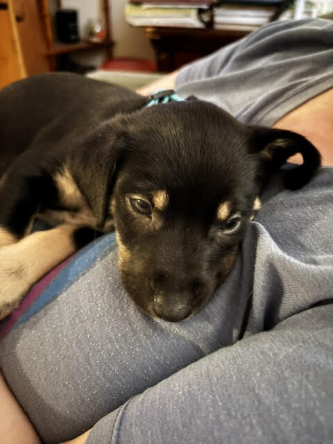 View Bear the Dog Photo #2