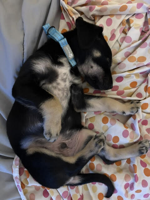 View Bear the Dog Photo #3