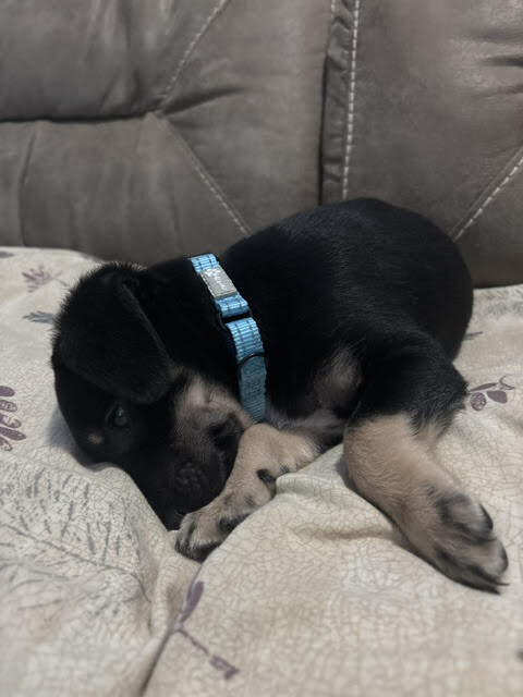 View Bear the Dog Photo #4
