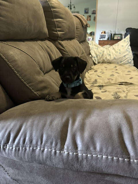 View Bear the Dog Photo #5