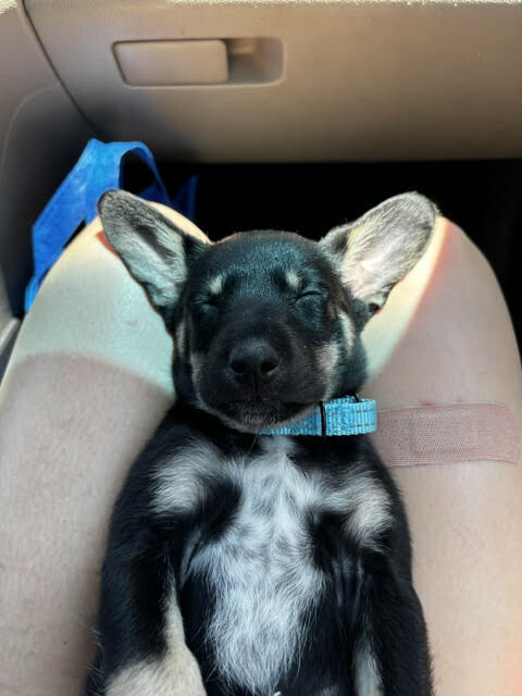 Learn More About Bear Bear - Dog