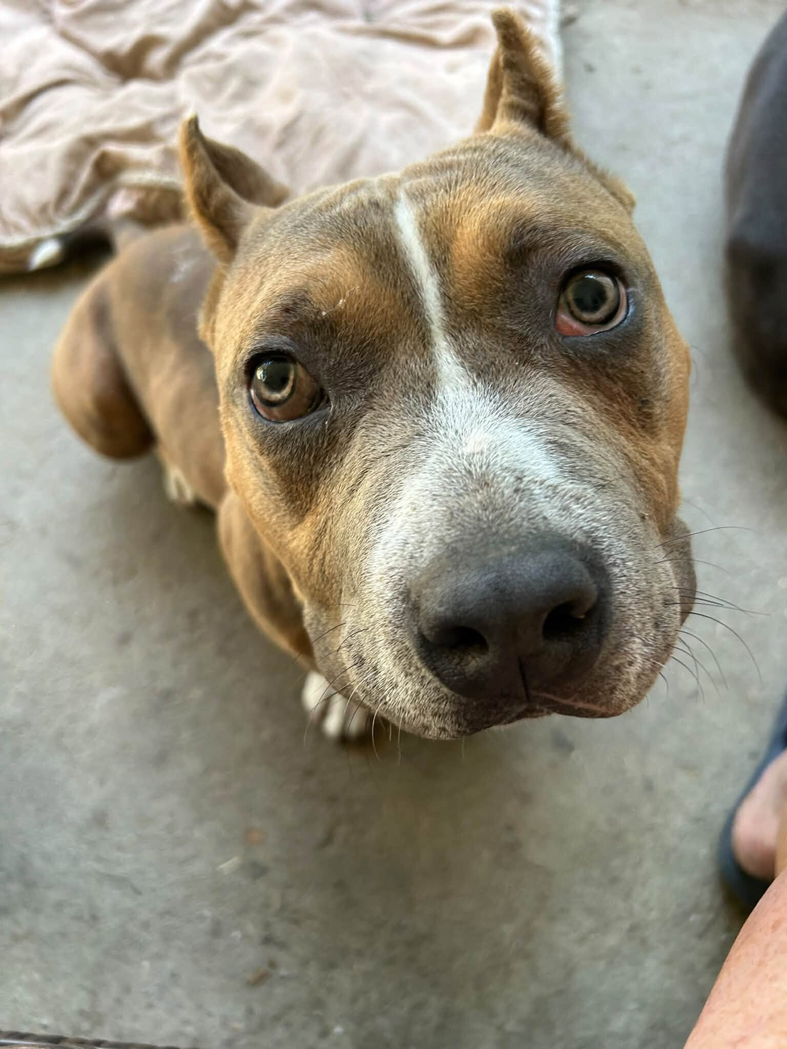Learn More About Mauro Mauro - Dog