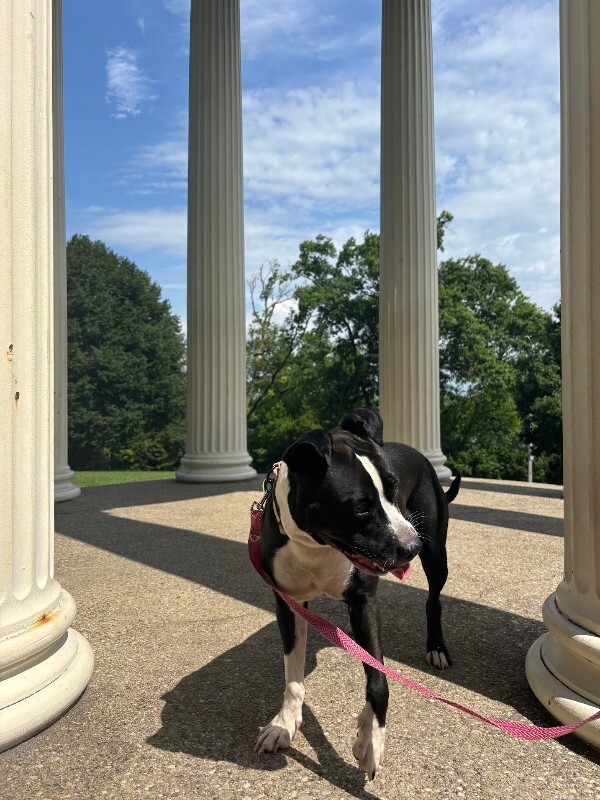 View Princess the Dog Photo #4