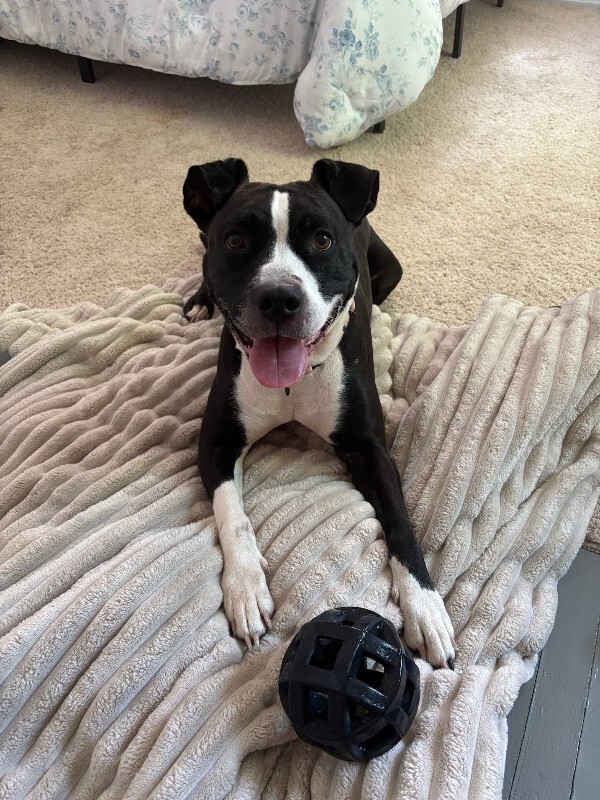 Learn More About Princess Princess - Dog