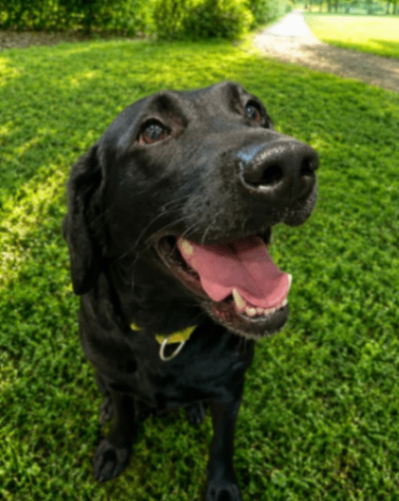 Learn More About Misses Pickles Misses Pickles - Dog