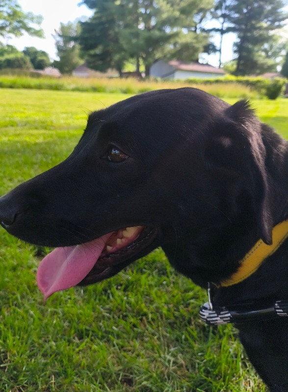 View Misses Pickles the Dog Photo #5