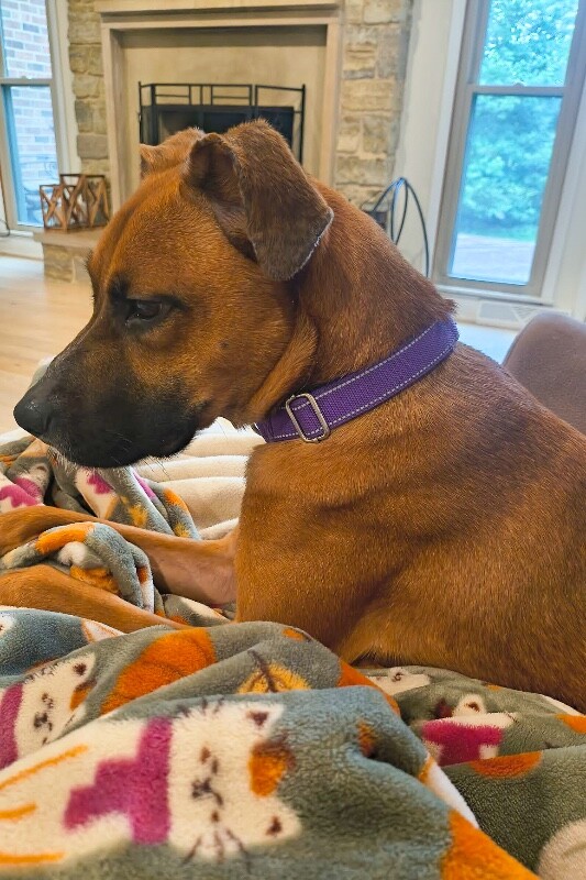 View Dixie the Dog Photo #5