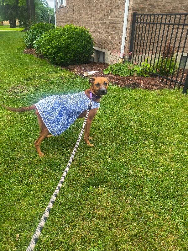 View Dixie the Dog Photo #10