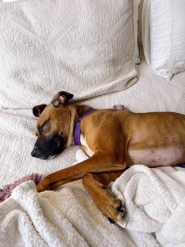 View Dixie the Dog Photo #8