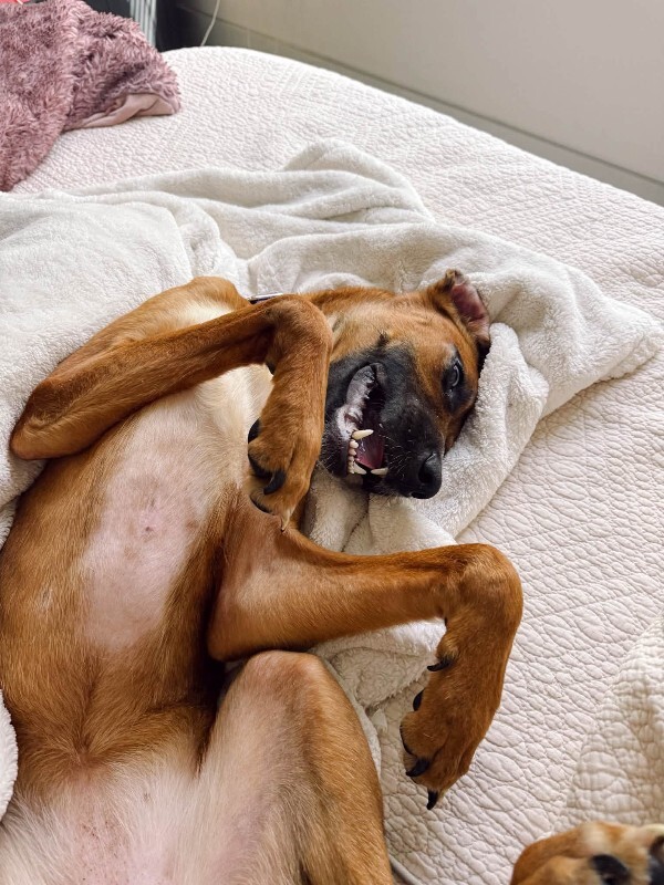 View Dixie the Dog Photo #6