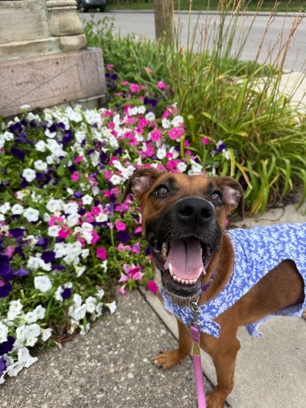 View Dixie the Dog Photo #11