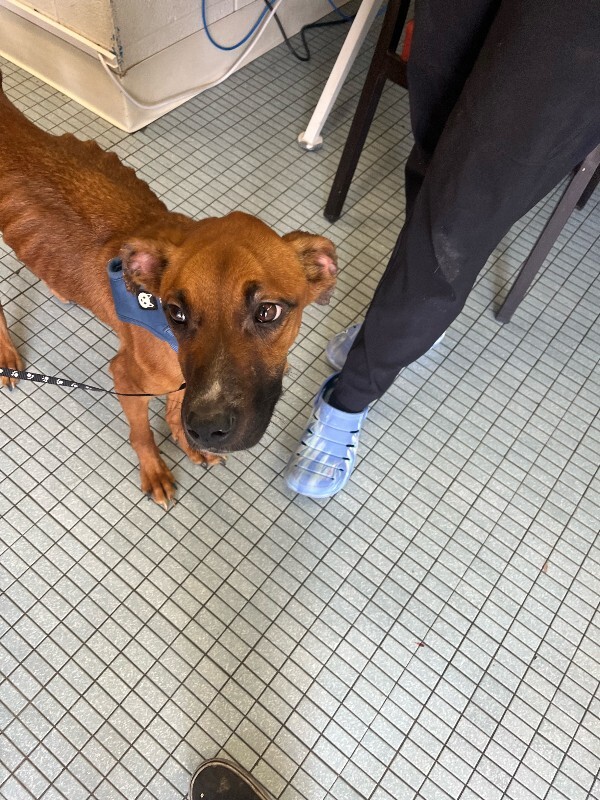 Learn More About Dixie Dixie - Dog
