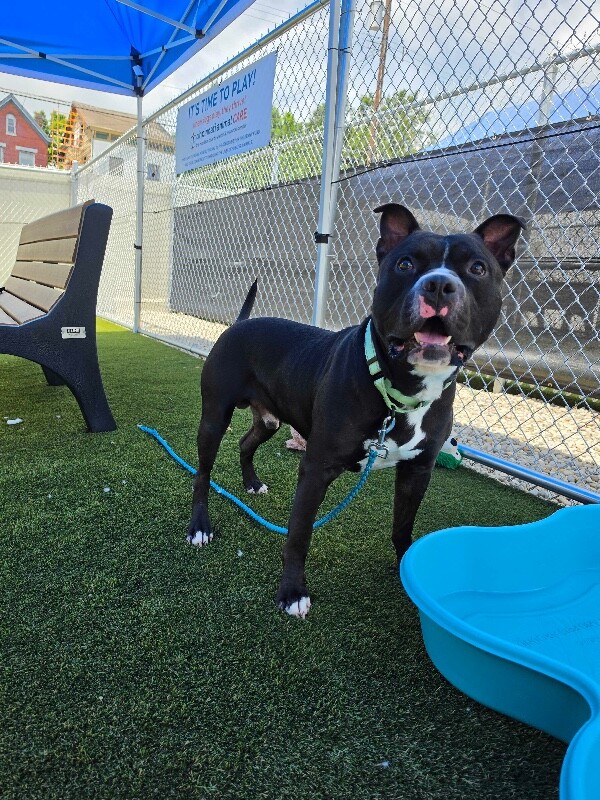 View Kimbo the Dog Photo #5