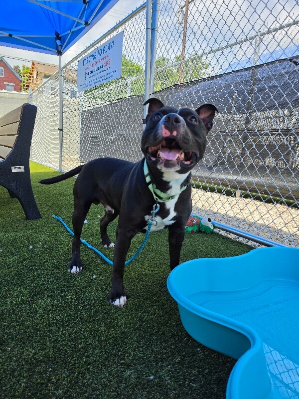 View Kimbo the Dog Photo #4