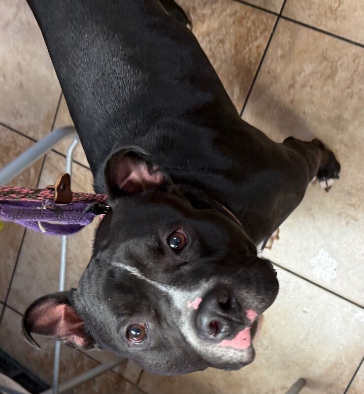 Learn More About Kimbo Kimbo - Dog