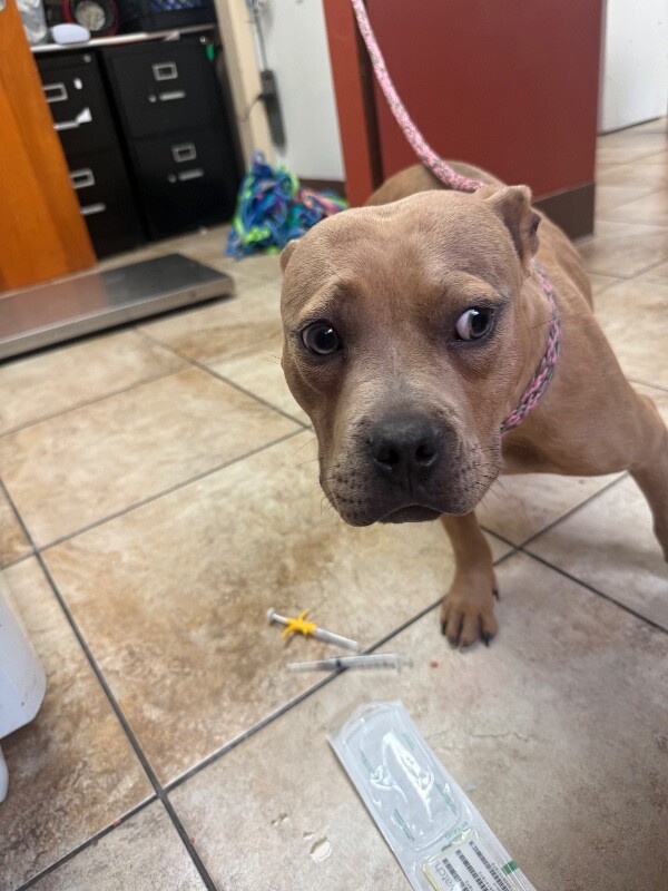 Learn More About Zest Zest - Dog