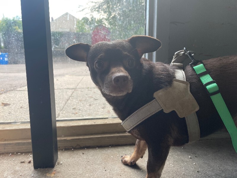 Learn More About Beef Burrito Beef Burrito - Dog