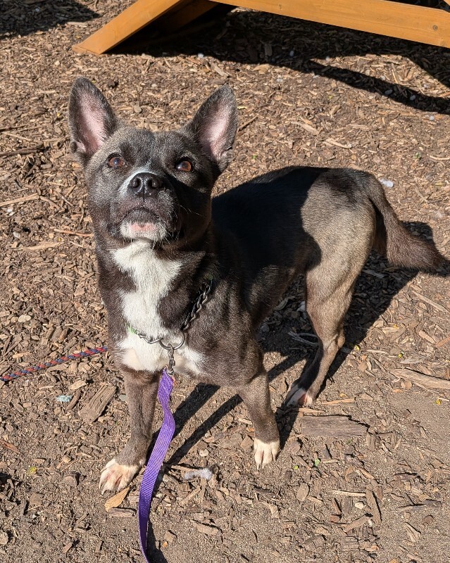 View Millie Bobby Brown the Dog Photo #4