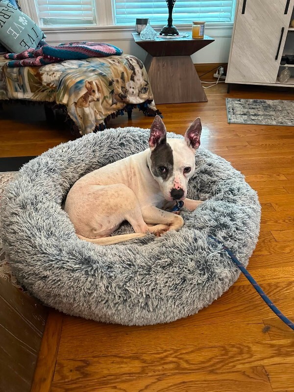 View Cruella De Vil the Dog Photo #24