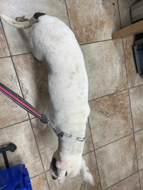 View Cruella De Vil the Dog Photo #4