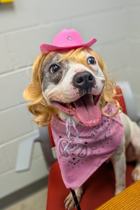 Anita - Dog