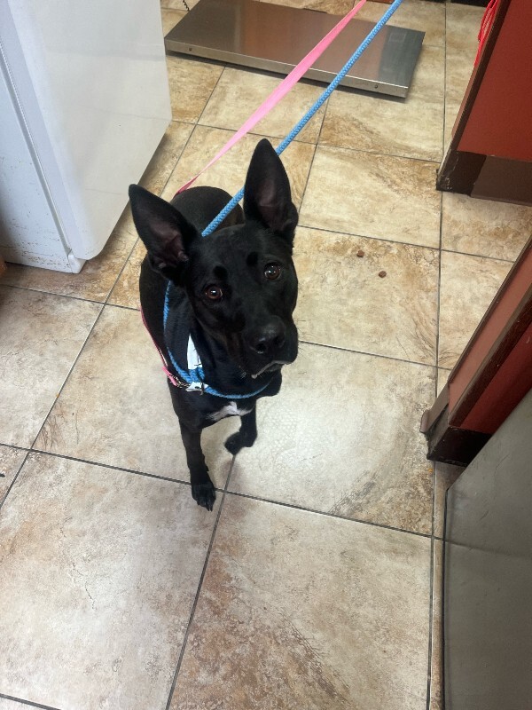 Learn More About Meadow Meadow - Dog