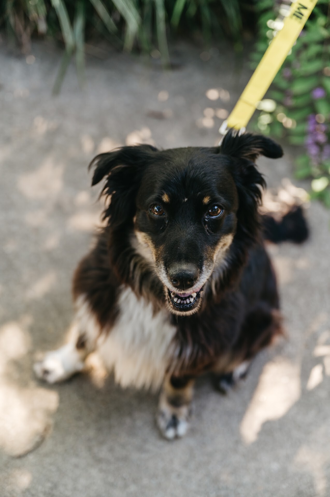 View Diggs the Dog Photo #3