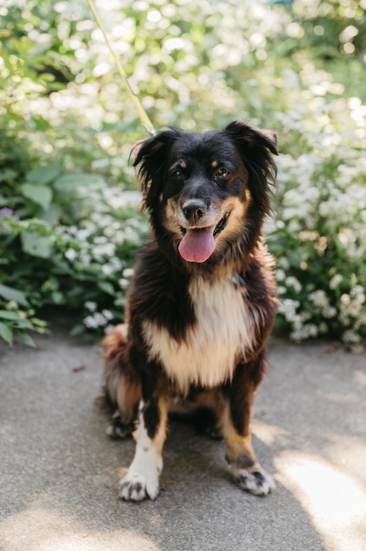 Learn More About Diggs Diggs - Dog