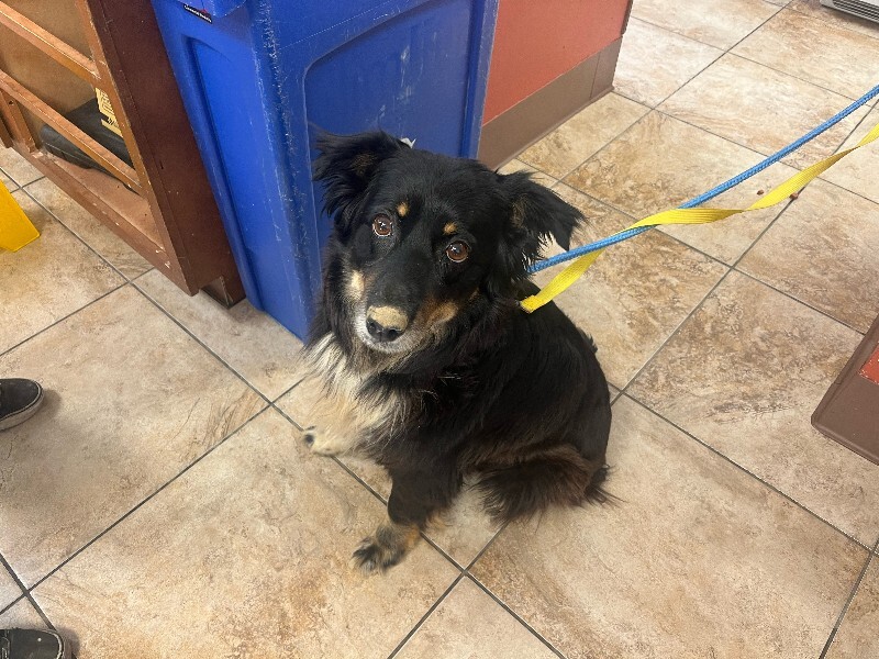 Learn More About Diggs Diggs - Dog