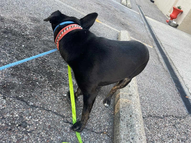 View Pedro Pascal the Dog Photo #2