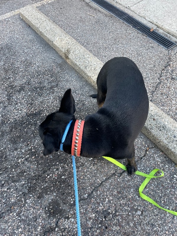 View Pedro Pascal the Dog Photo #3