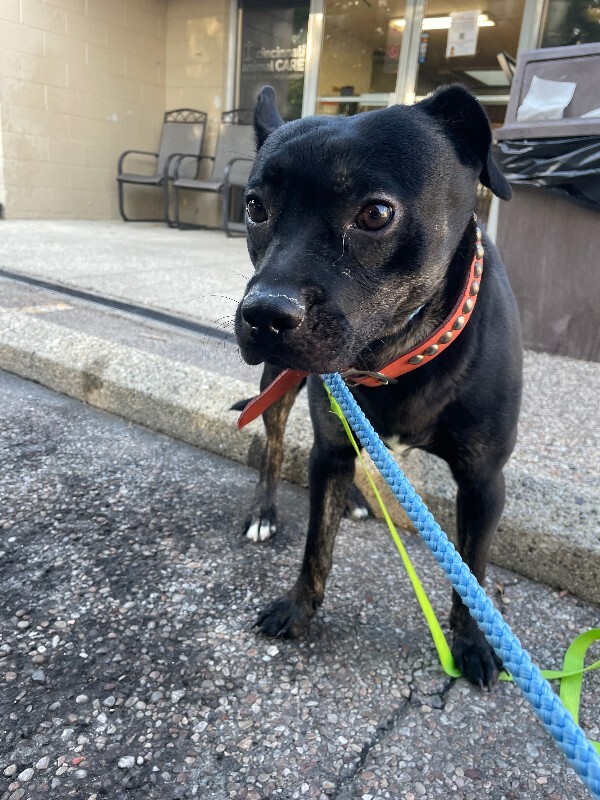 Learn More About Pedro Pascal Pedro Pascal - Dog