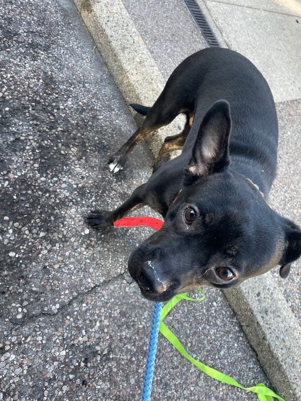View Pedro Pascal the Dog Photo #4
