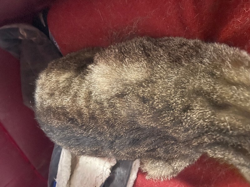 View Marcy Marc the Cat Photo #7