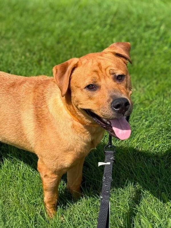 Learn More About Russell Russell - Dog