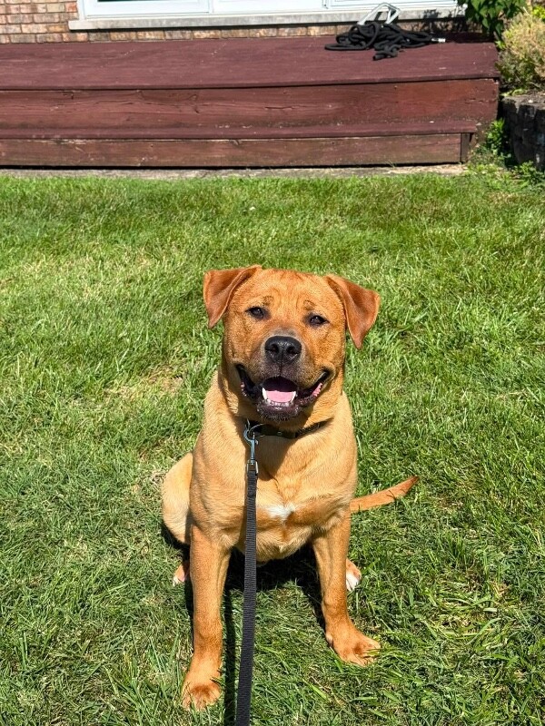 Russell - Dog